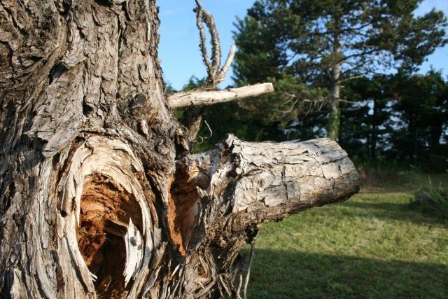 printemps antre des vices